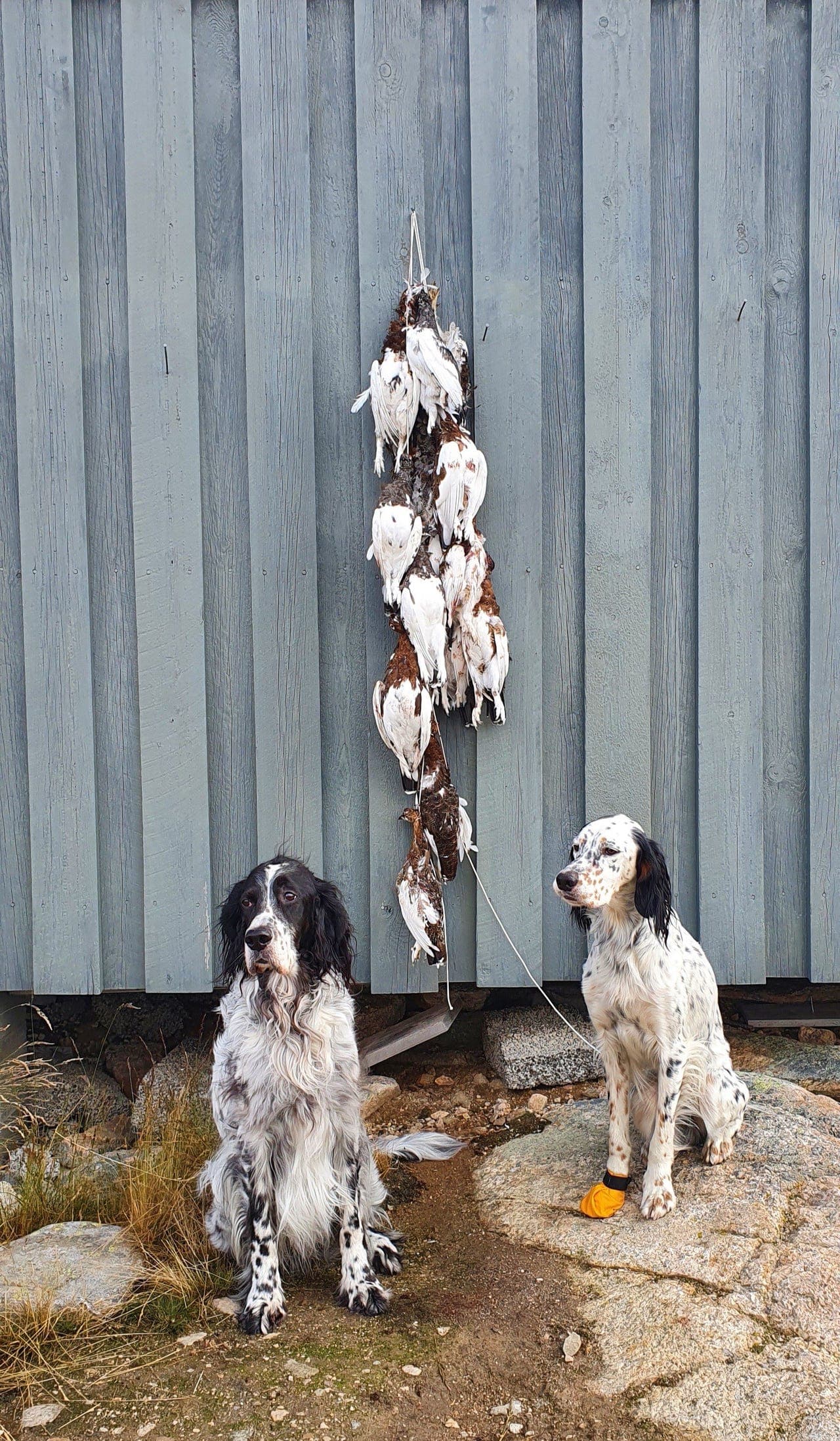 Engelsk setter valper