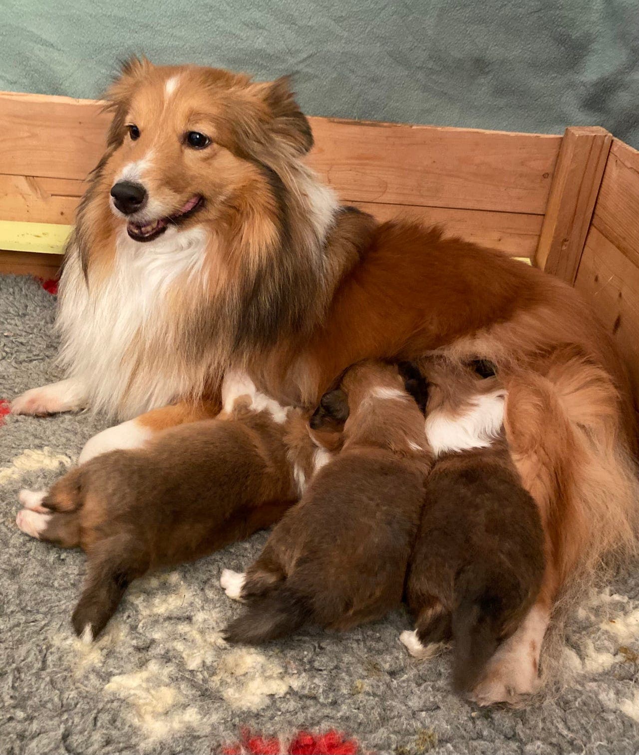 Shetland sheepdog valper