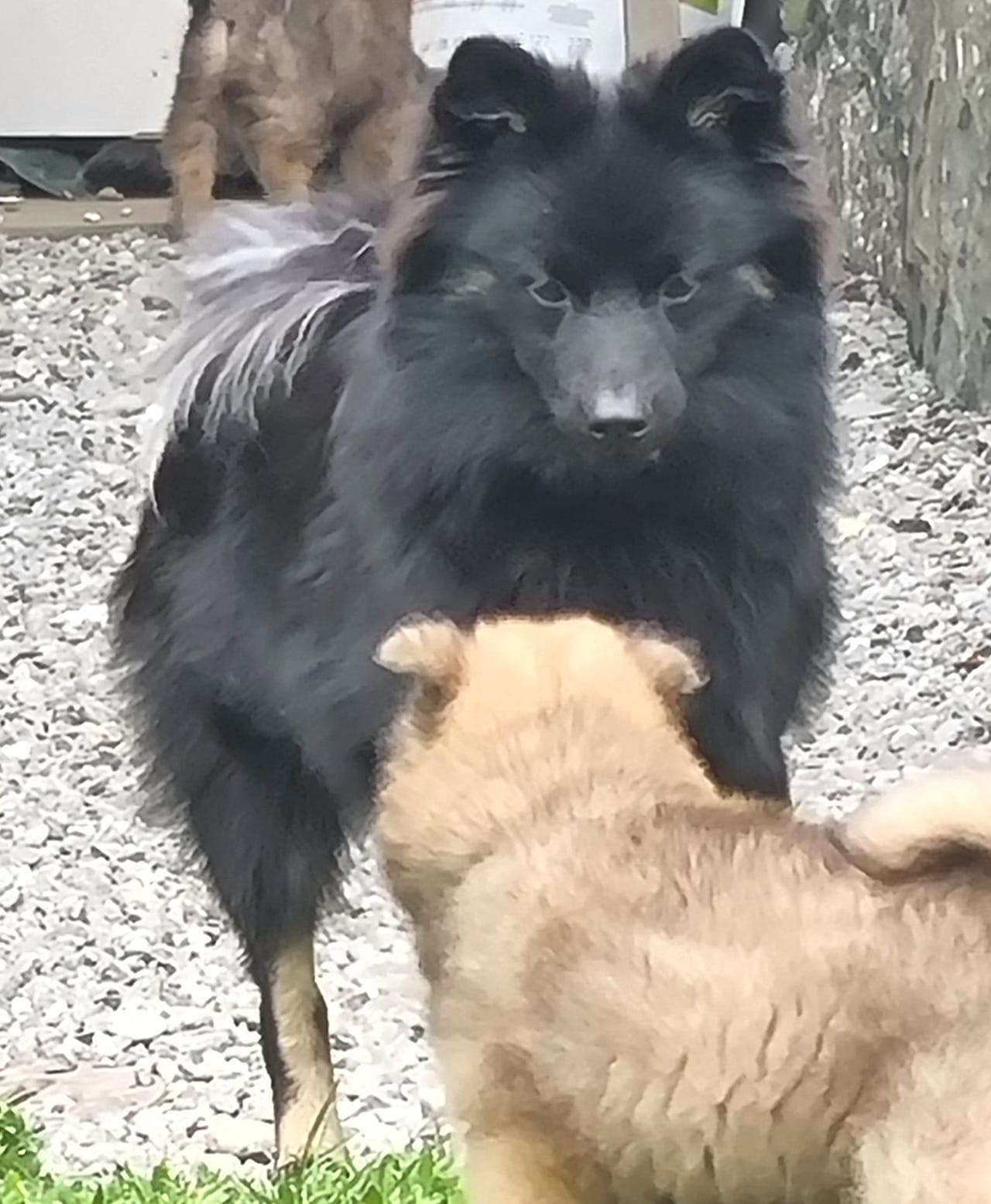 Nydelige Mittelspitz  valper  I Trøndelag 🥰