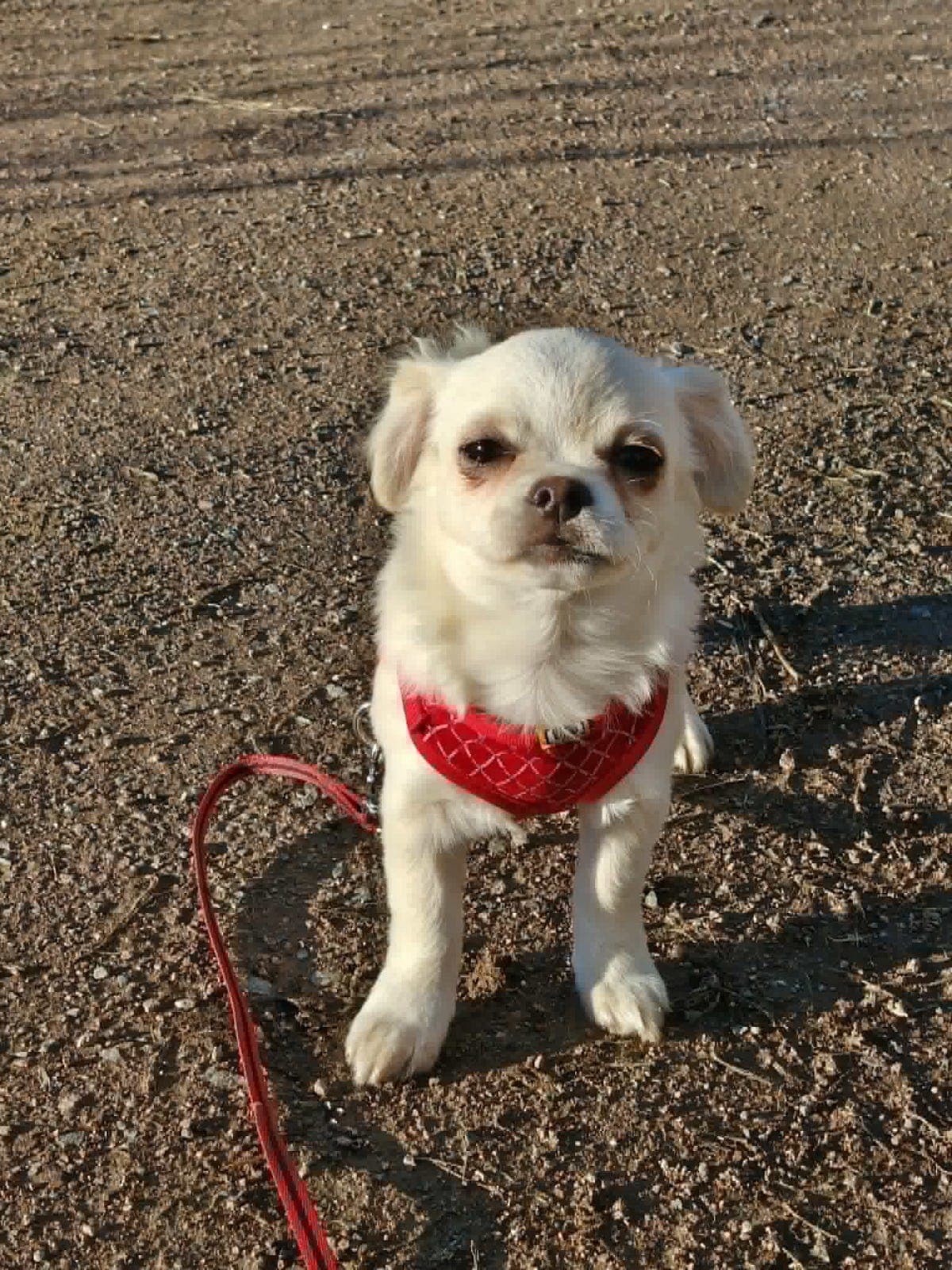 Chihuahua valper 3 gutter og ei jente