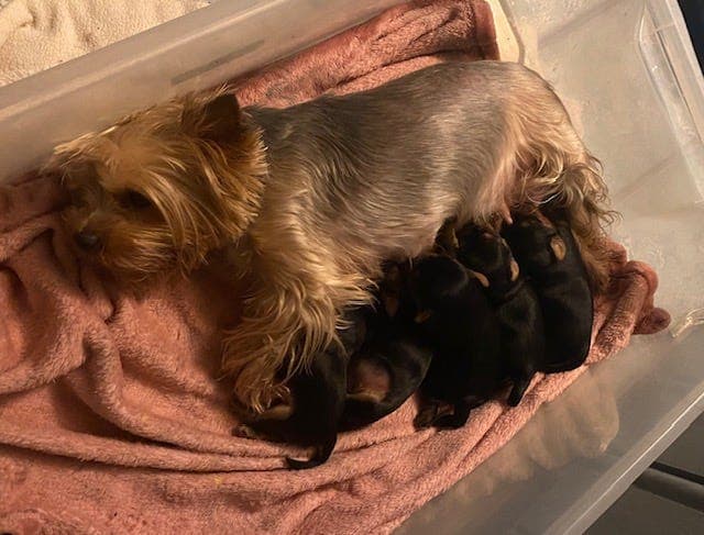 NYDELIGE YORKSHIRE TERRIER VALPER!