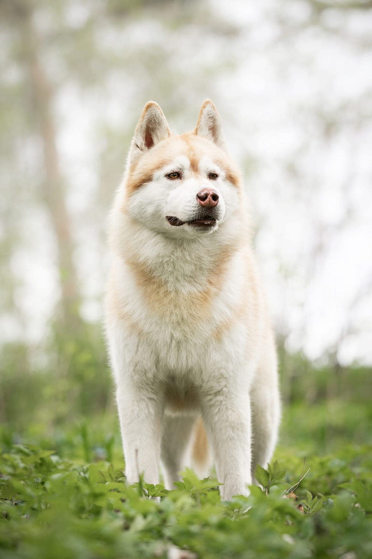 Siberian Husky hann