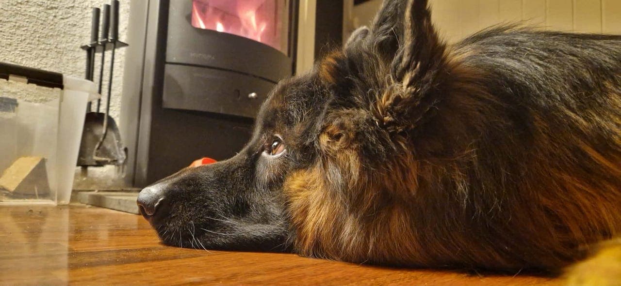 Schæfer (langhåret) – Rex søker nytt hjem 🐾