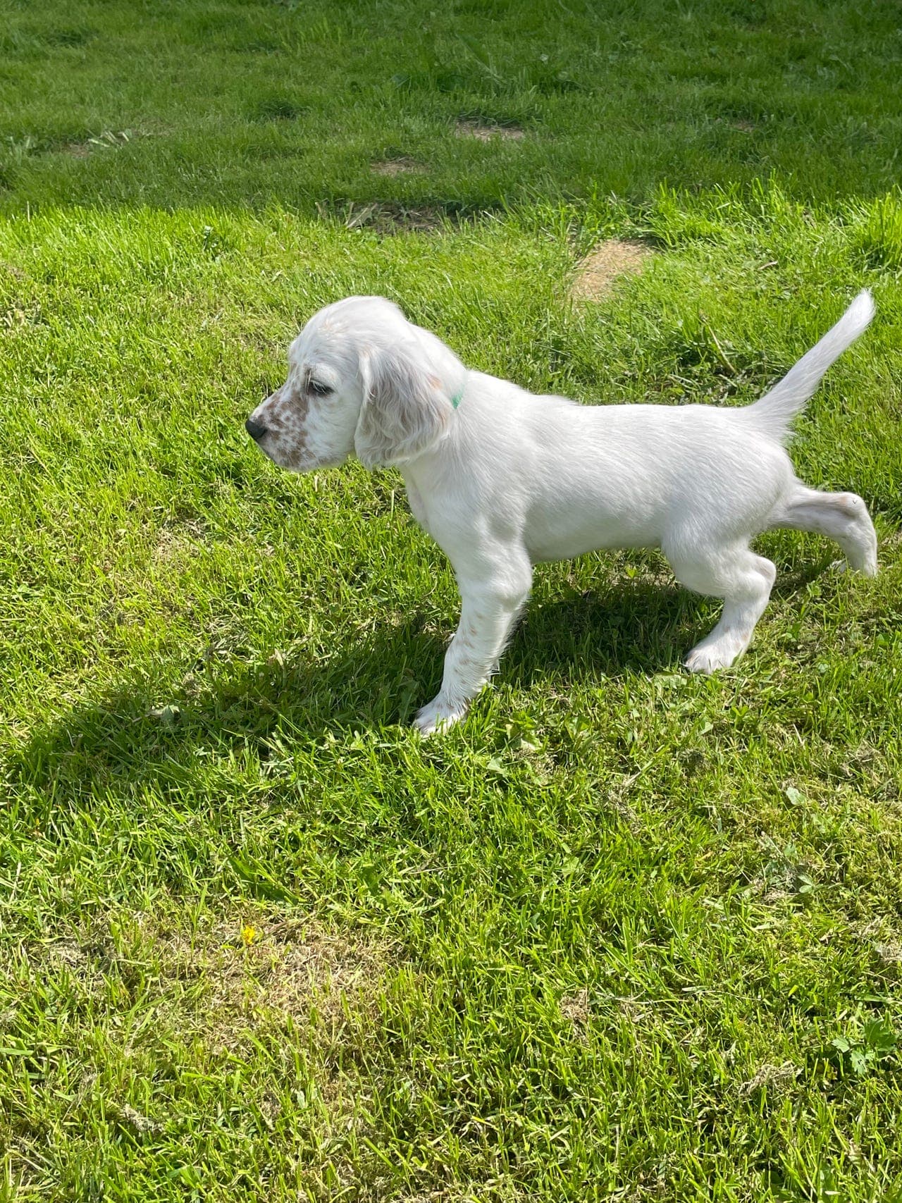 ENGELSK SETTER-VALP ( HANN ), SELGES KR. 20.000 - LEVERINGSKLAR
