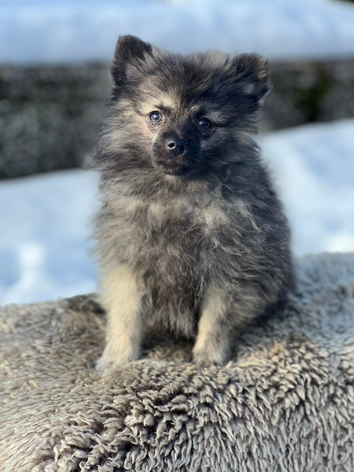 Kleinspitz leveringsklar .