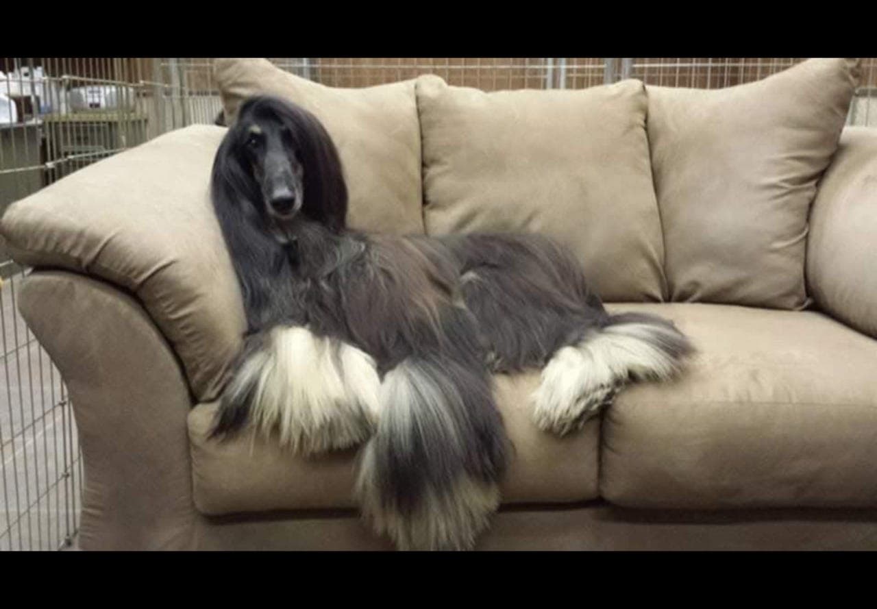 Hærlige Afghansk Myndevalper født 16.03.2026