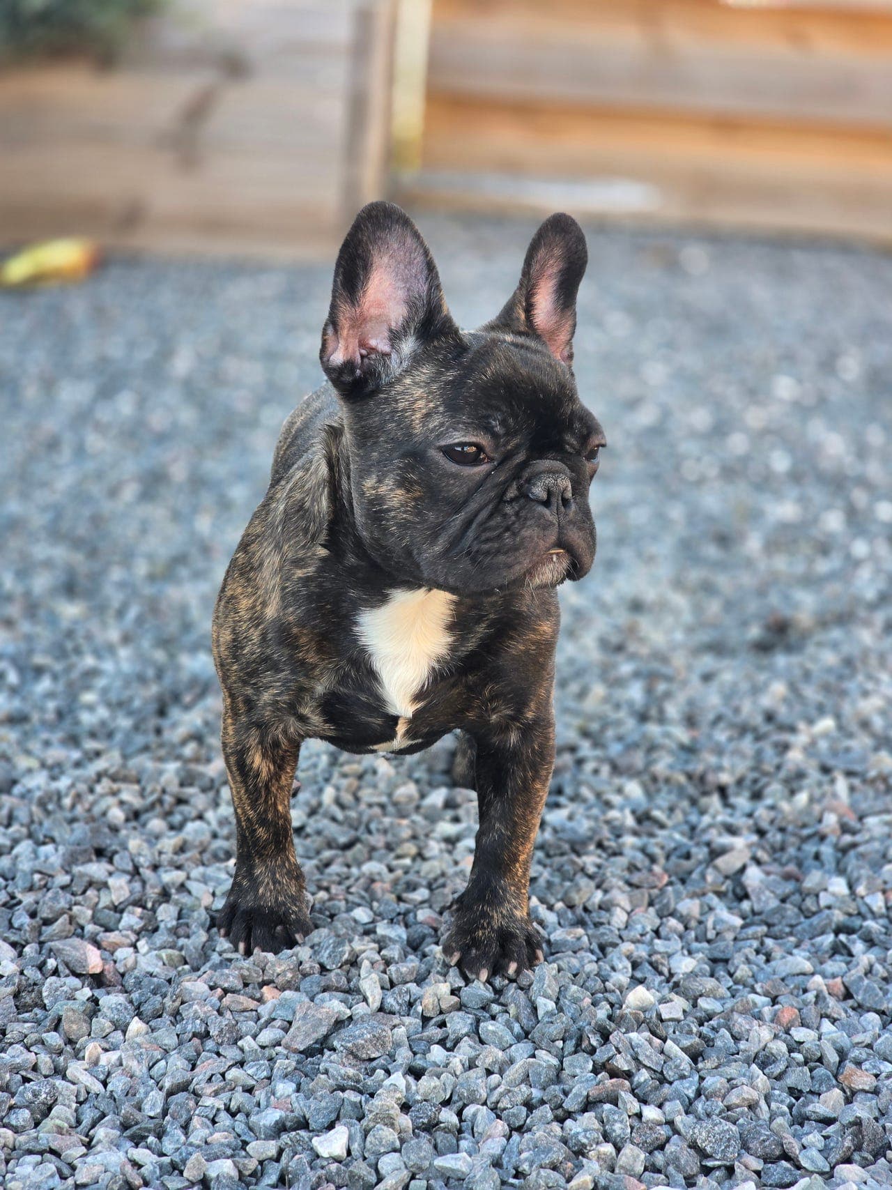 Fransk Bulldog valper.