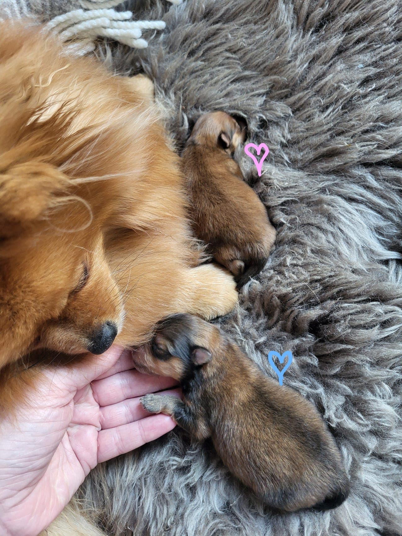 2 nydelige Kleinspitzvalper til salgs🩷💙