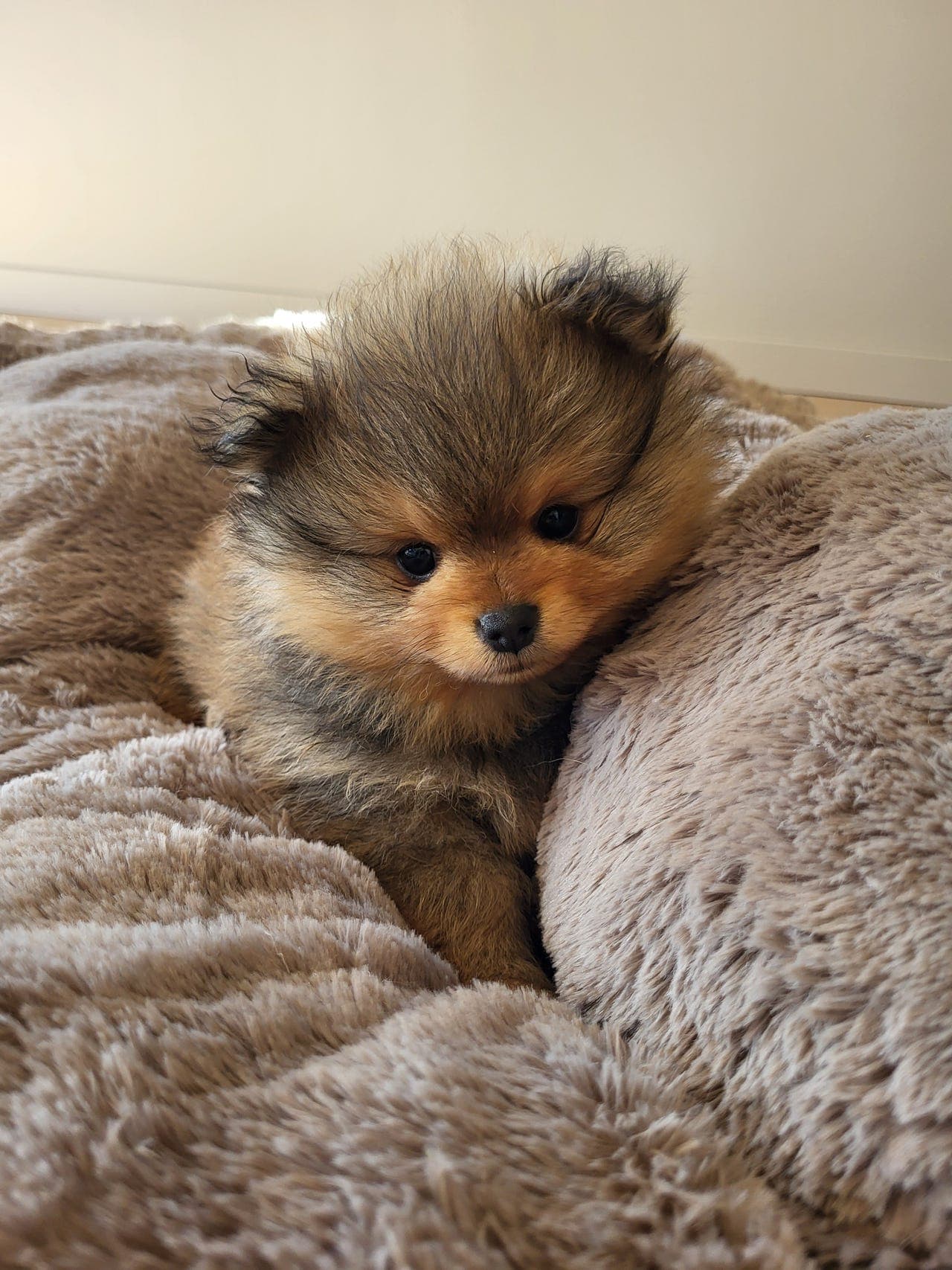 2 nydelige (1H ledig!🥰) Kleinspitzvalper til salgs🩷💙