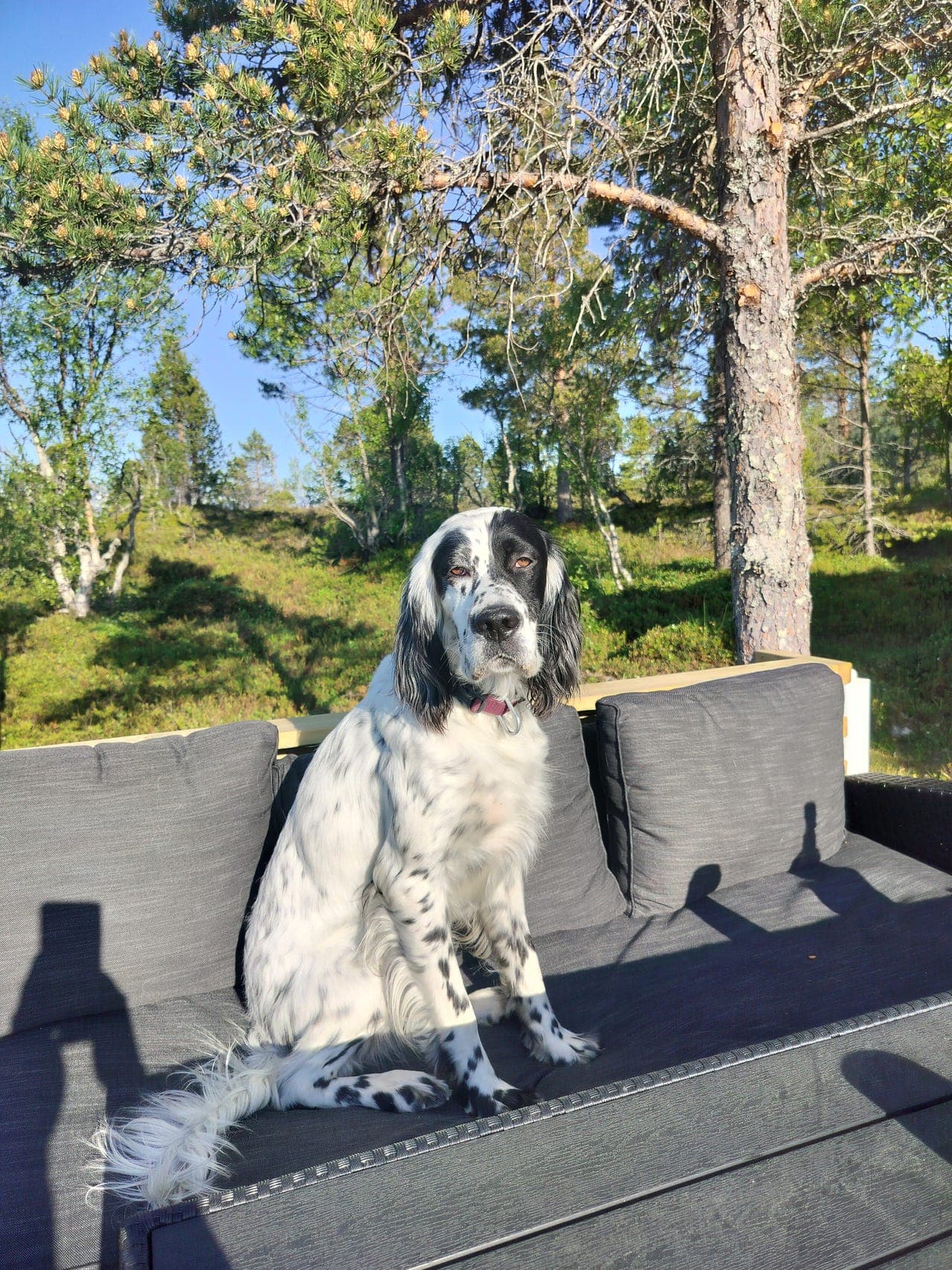 Flott premiert ung Engelsksetter