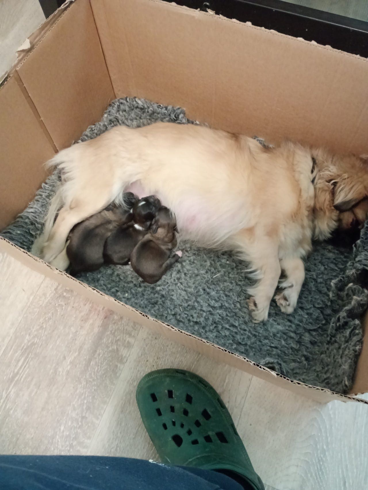 Tibetansk Spaniel valpet