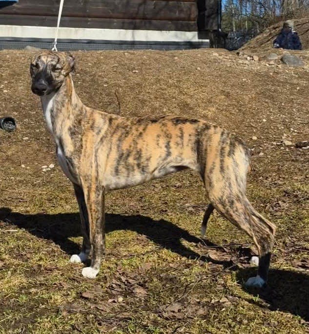 Nydelig Whippet 8 mnd.