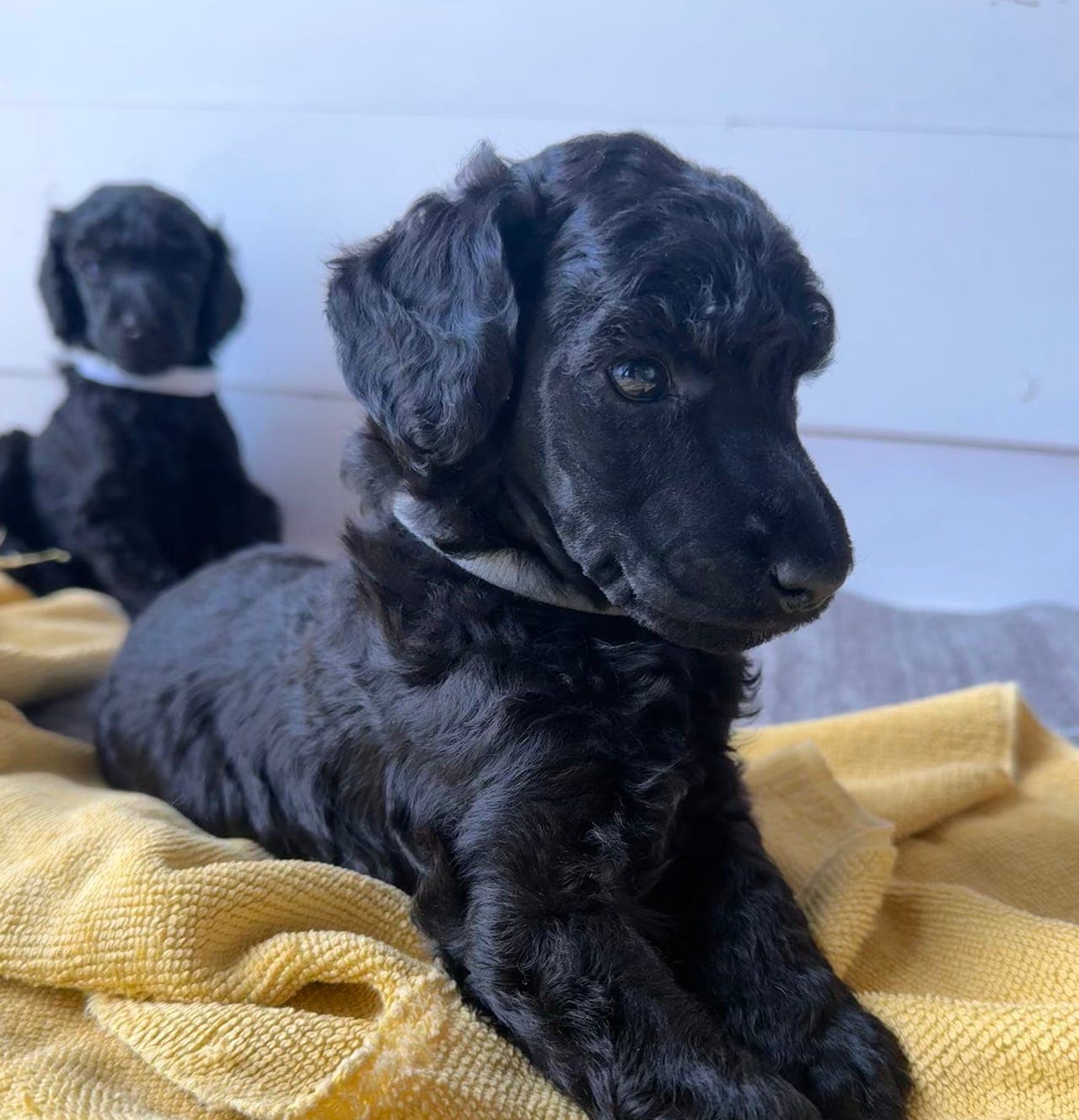 Stor puddel valp - hvite og svarte - leveringsklare fra  1. mai