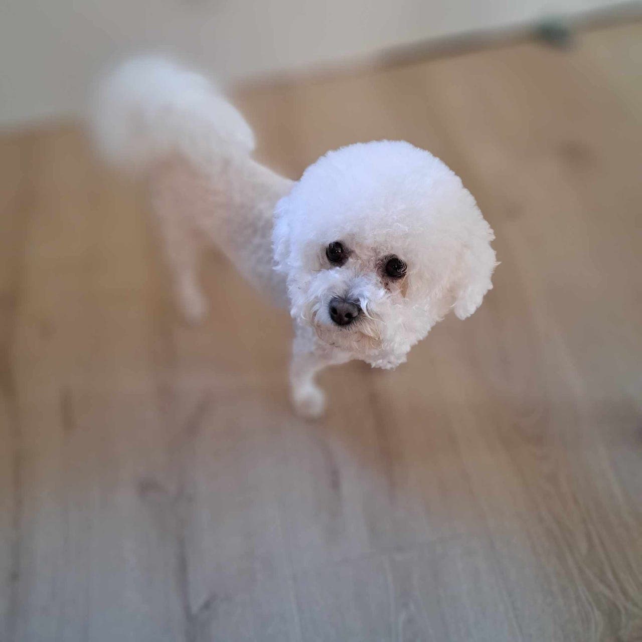 Bichon Frisé, 5 år, søker nytt, kjærlig hjem
