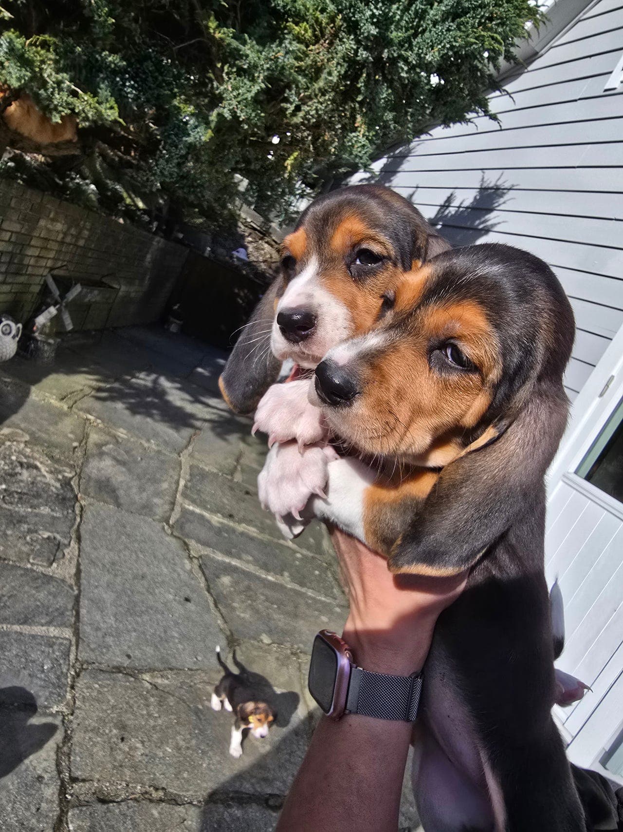 Basset Artesien Normand valper