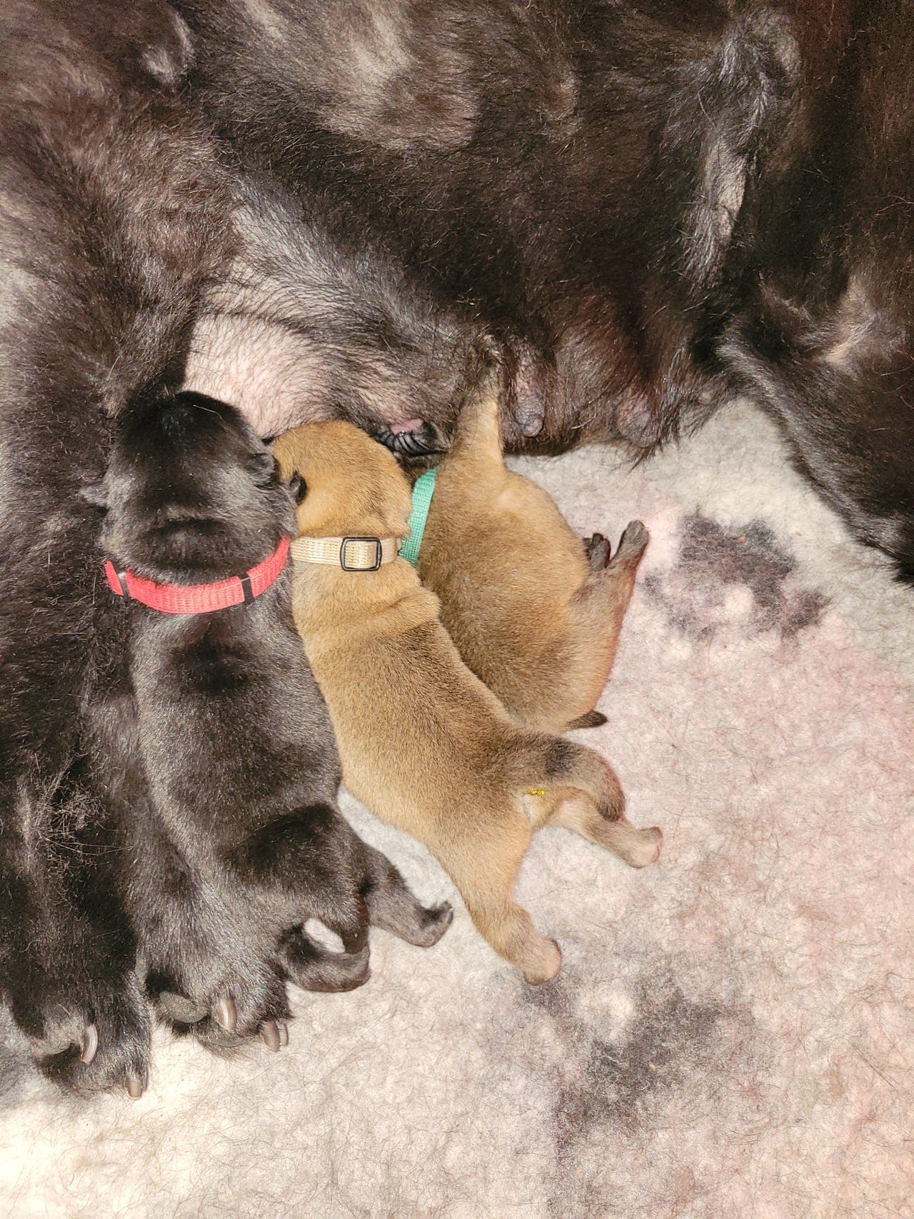 Chow Chow valper for salg nkk reg