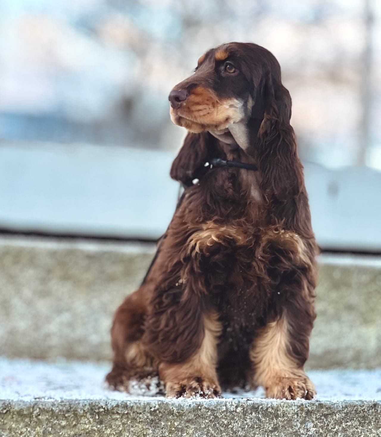 Engelsk Cocker Spaniel ~ Ønsker besøks hjem