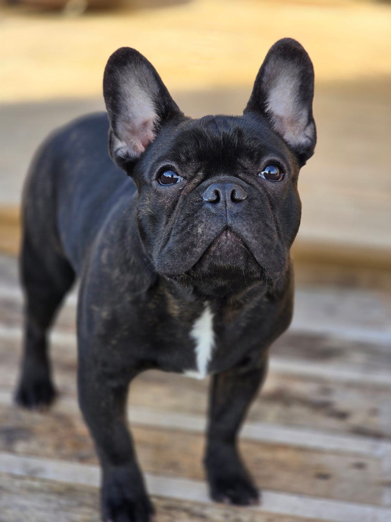 Fransk Bulldog valp søker fôrvert 🐾