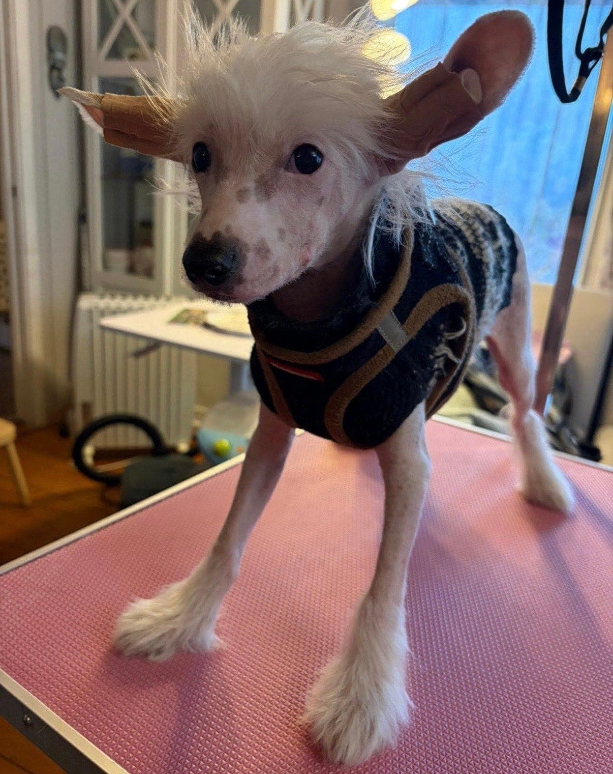 Chinese crested