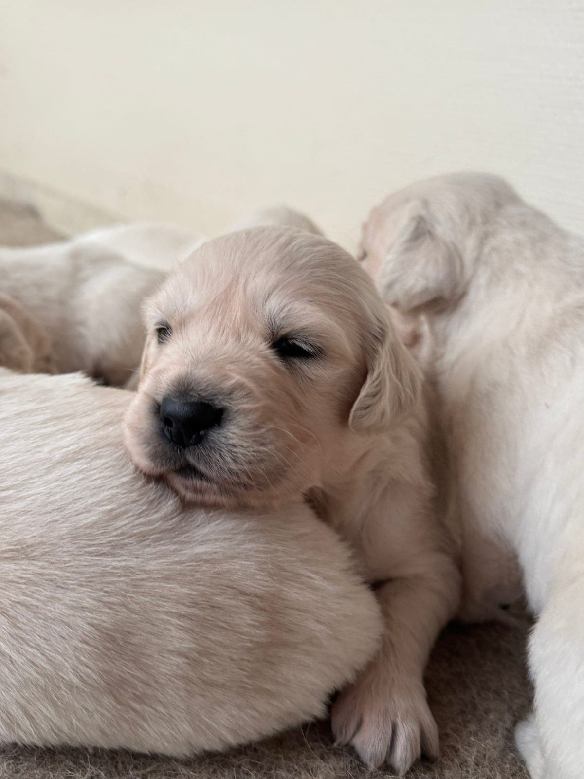 Golden retriever valper til salgs