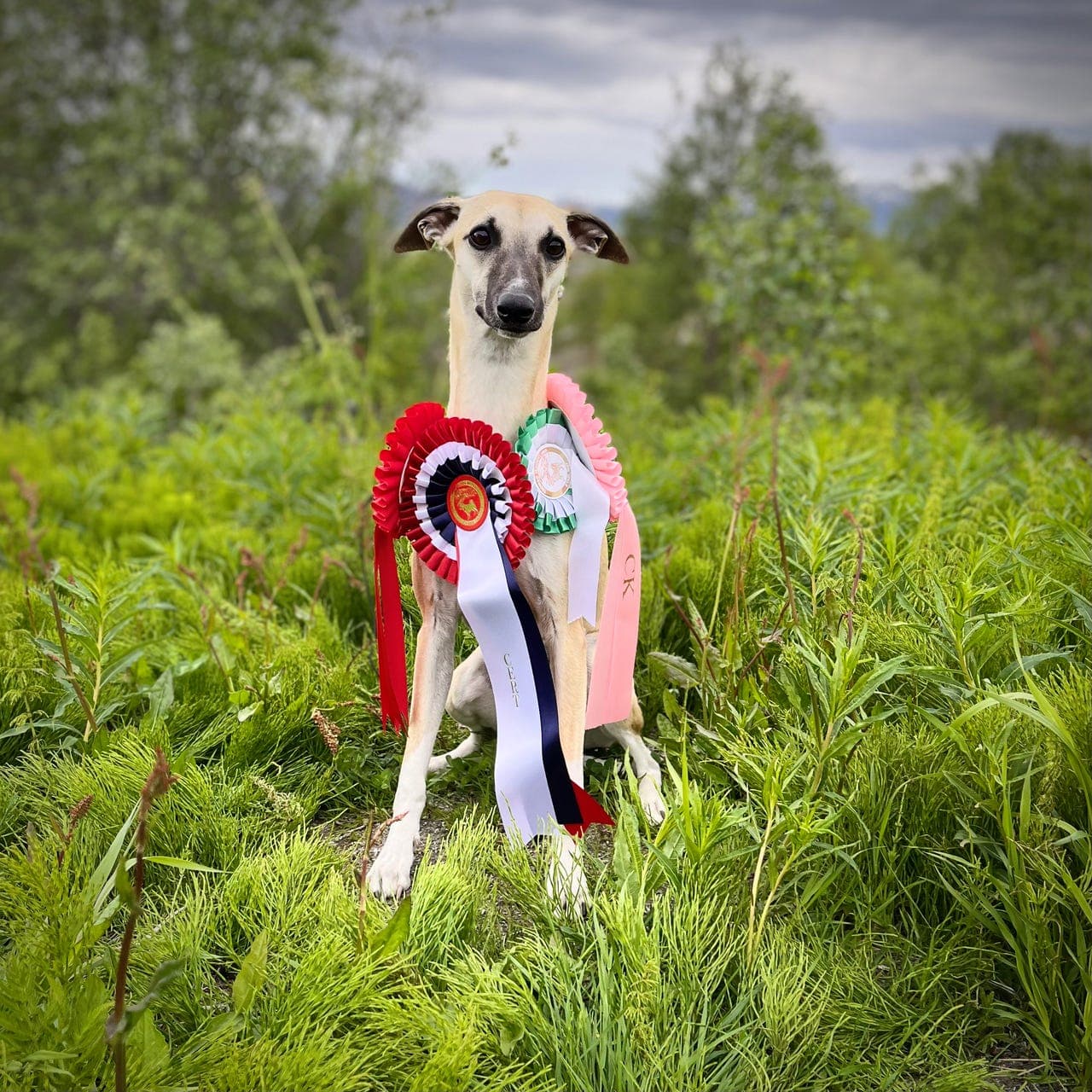 Whippet-valper ventes! (Uke 13)