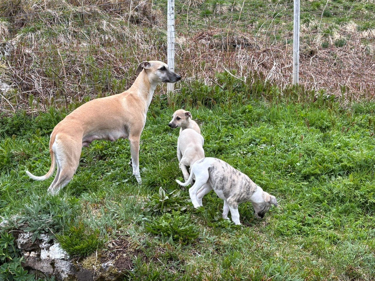 Superfine, sosiale og trygge Whippet-gutter ledig 🐾 Kun seriøse henvendelser.
