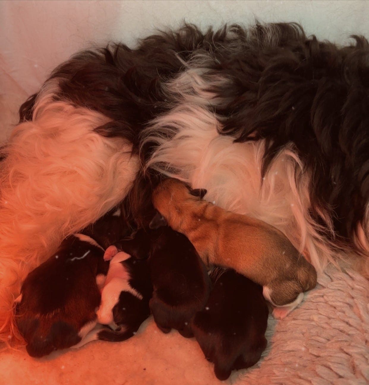 Bichon havanais hannhund valper