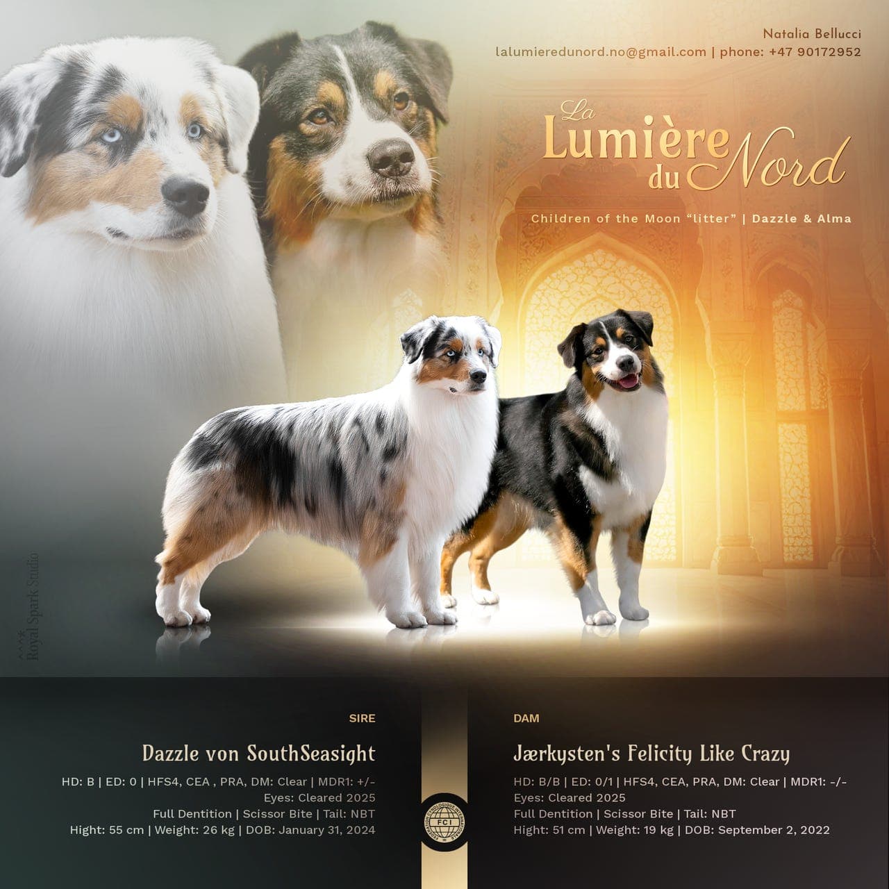 Australian Shepherd valper