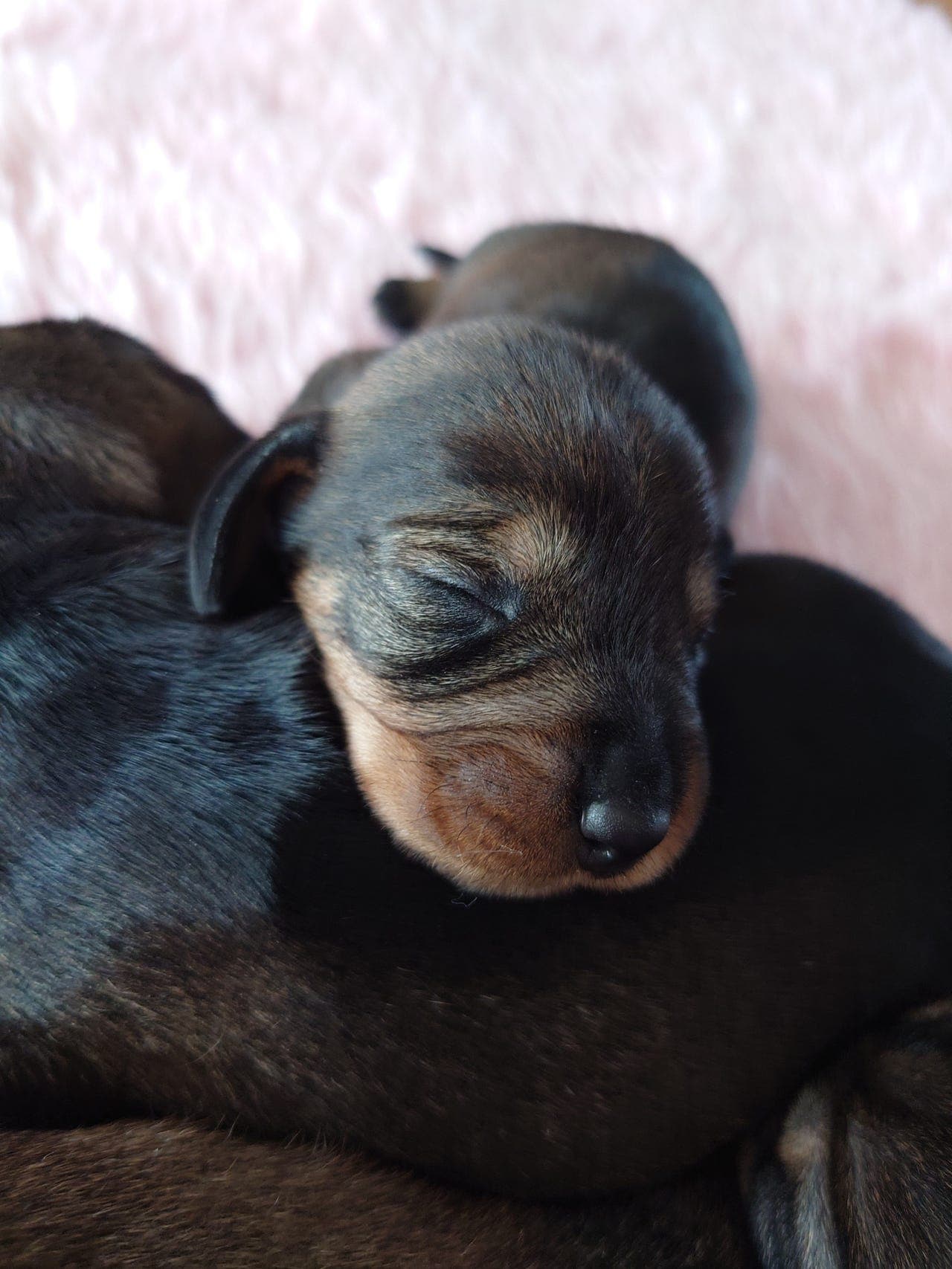 Strihåret dachshundvalper