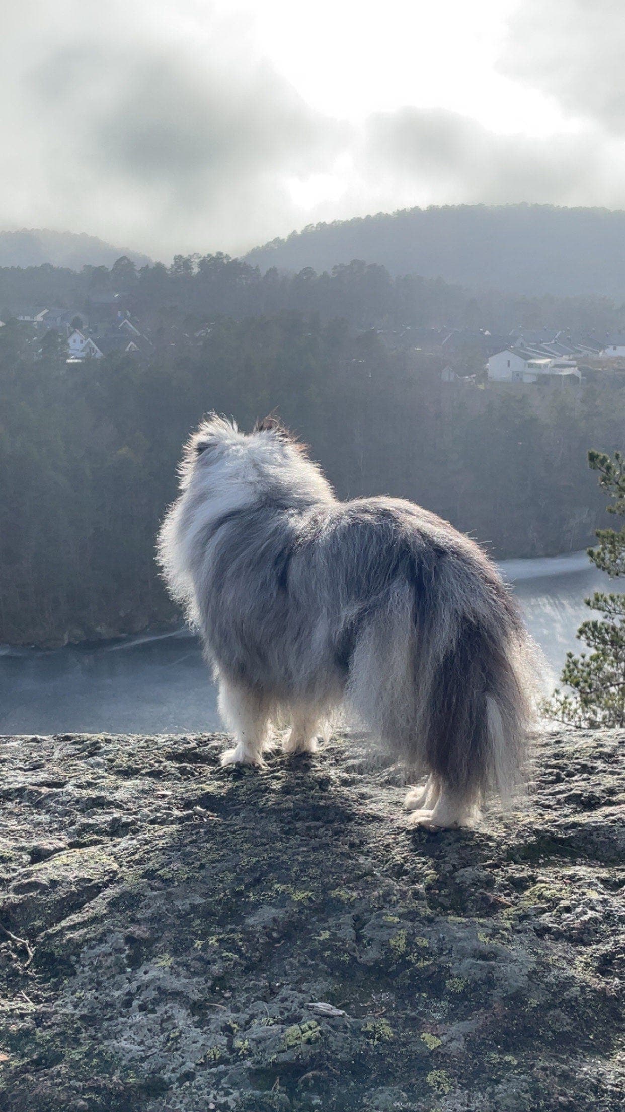 Shetland sheepdog tispe vurderes omplassert