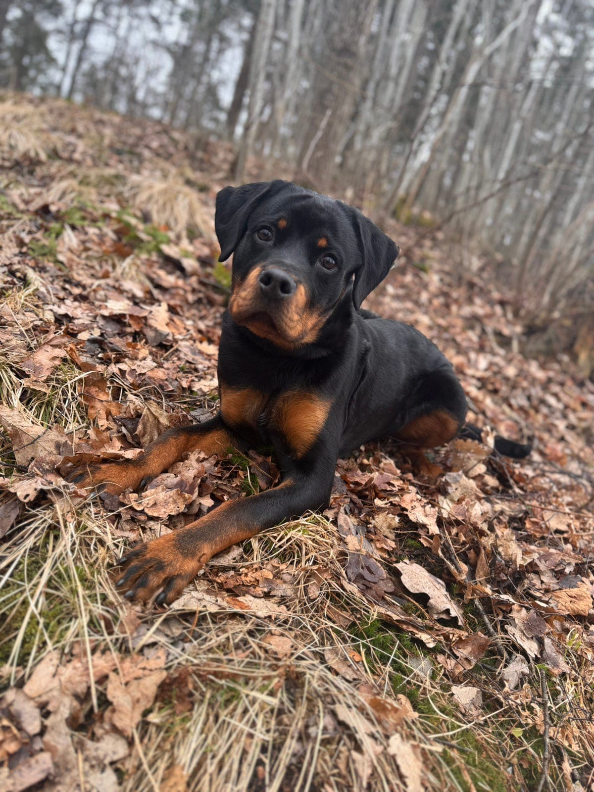 Koda søker sitt for evig hjem♥️