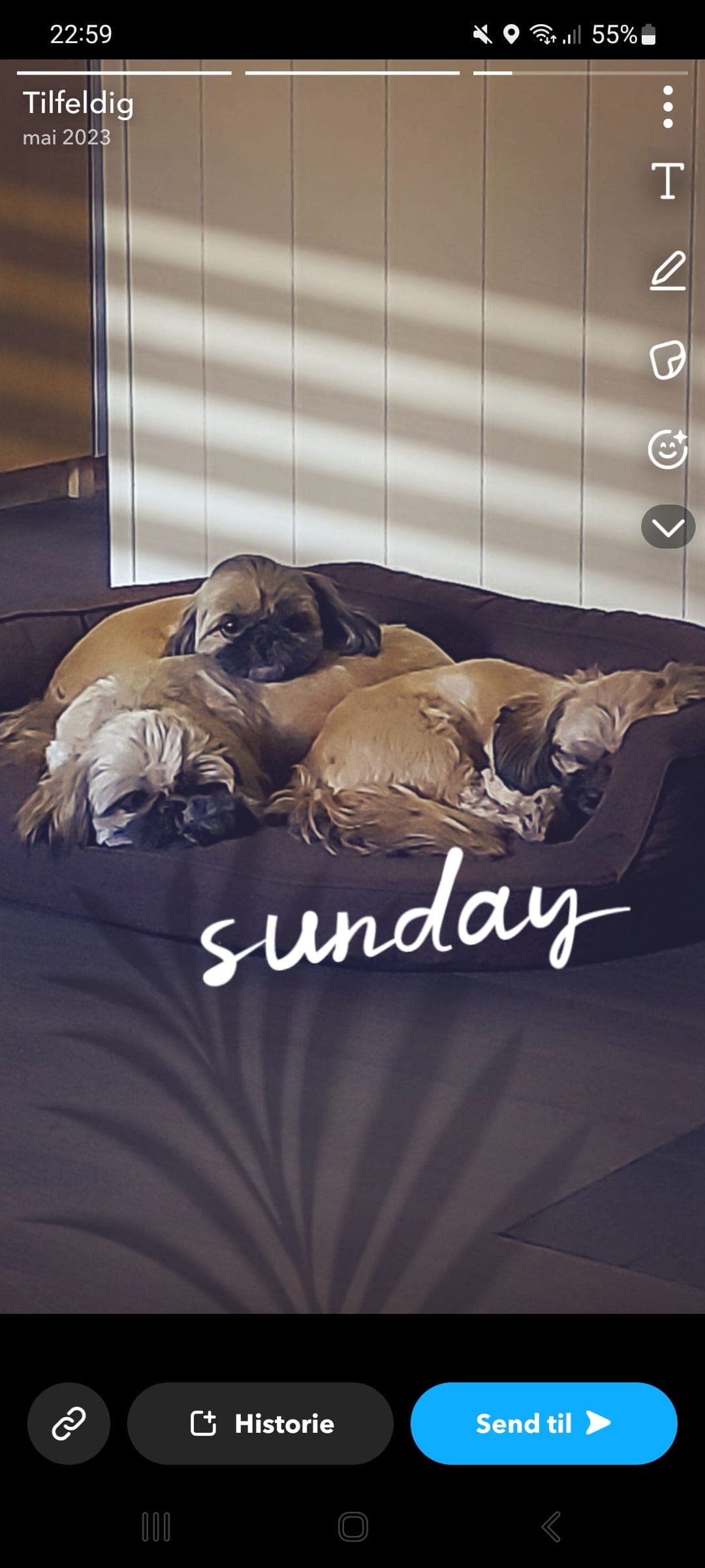 2 renraset shih tzu tisper omplasserers