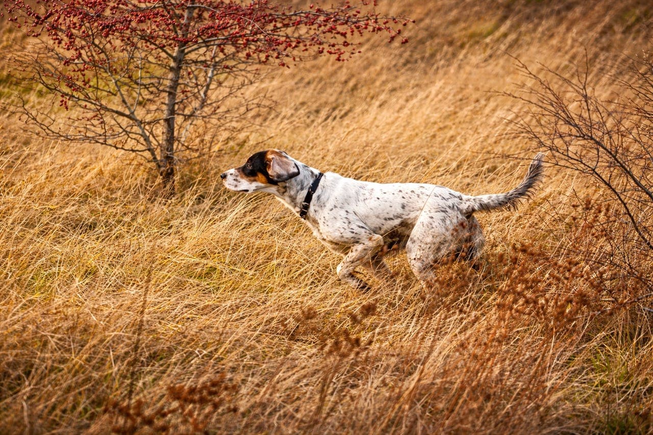 Engelsk setter valper ventes!!