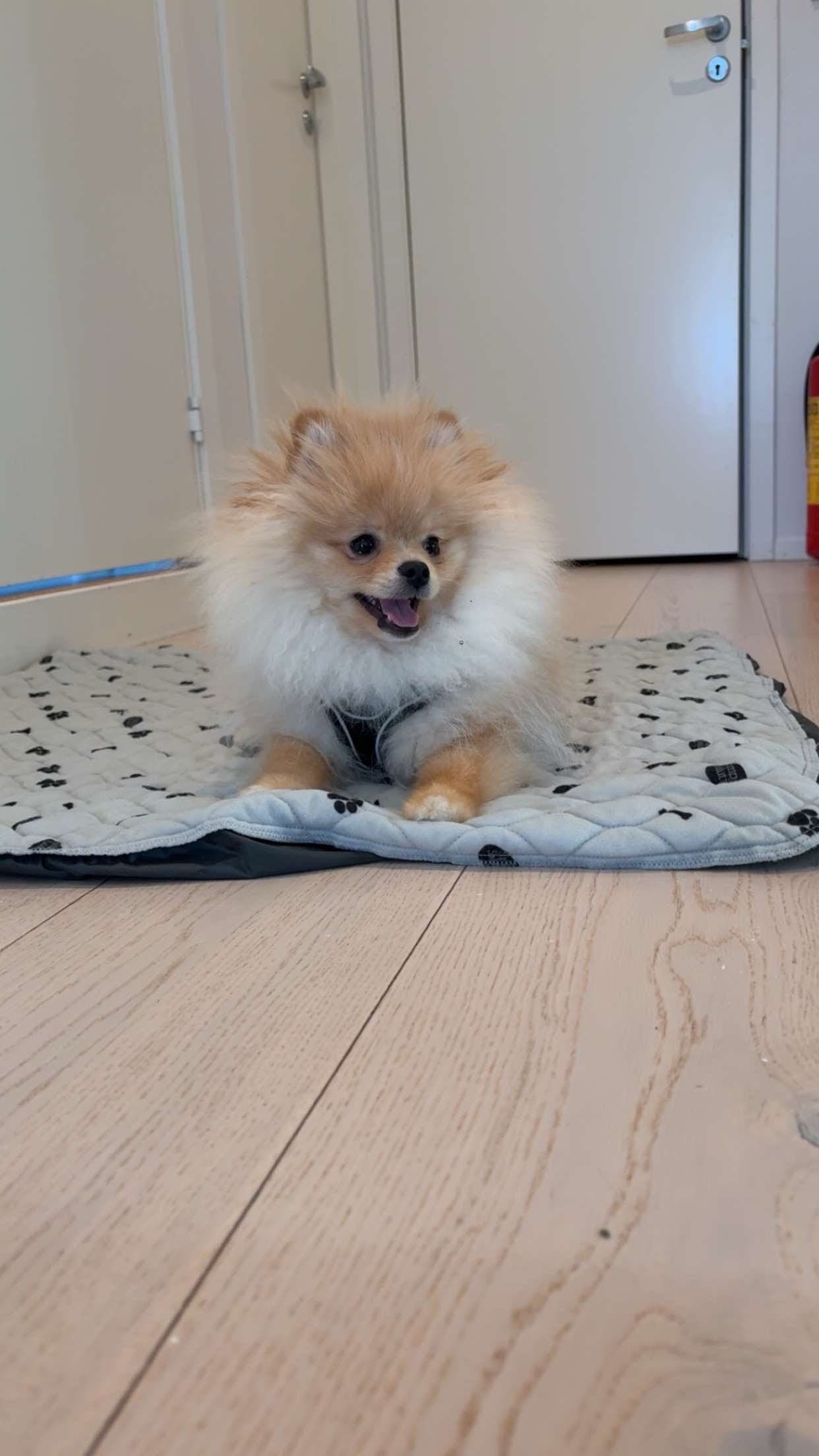 Nydelig Pomerianian-gutt på snart 6 måneder