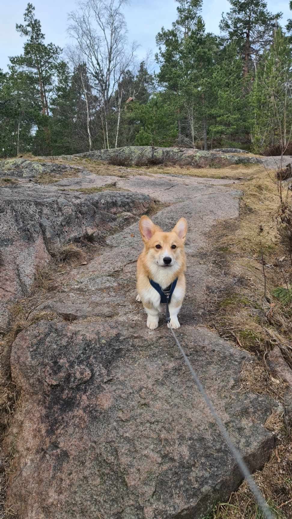 Pembroke Welsh Corgi søker nytt hjem
