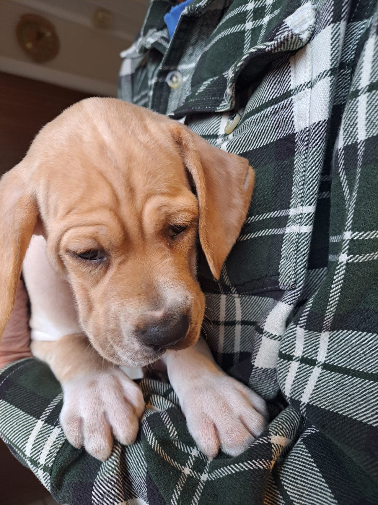 meget vakker pointer valp