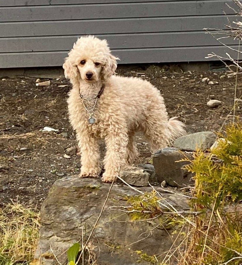 Shakira og Teddy venter valper