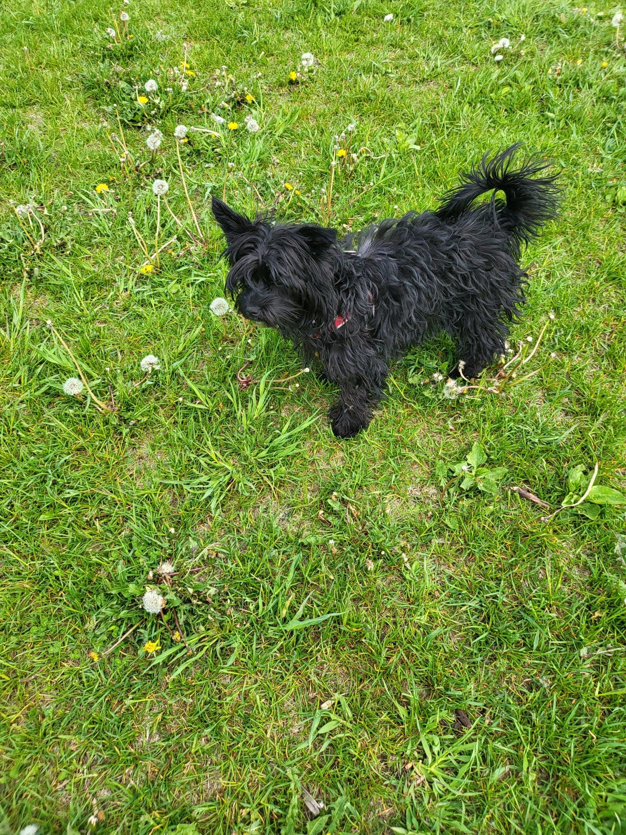Yorkshire terrier - ledige valper (leveringsklare)