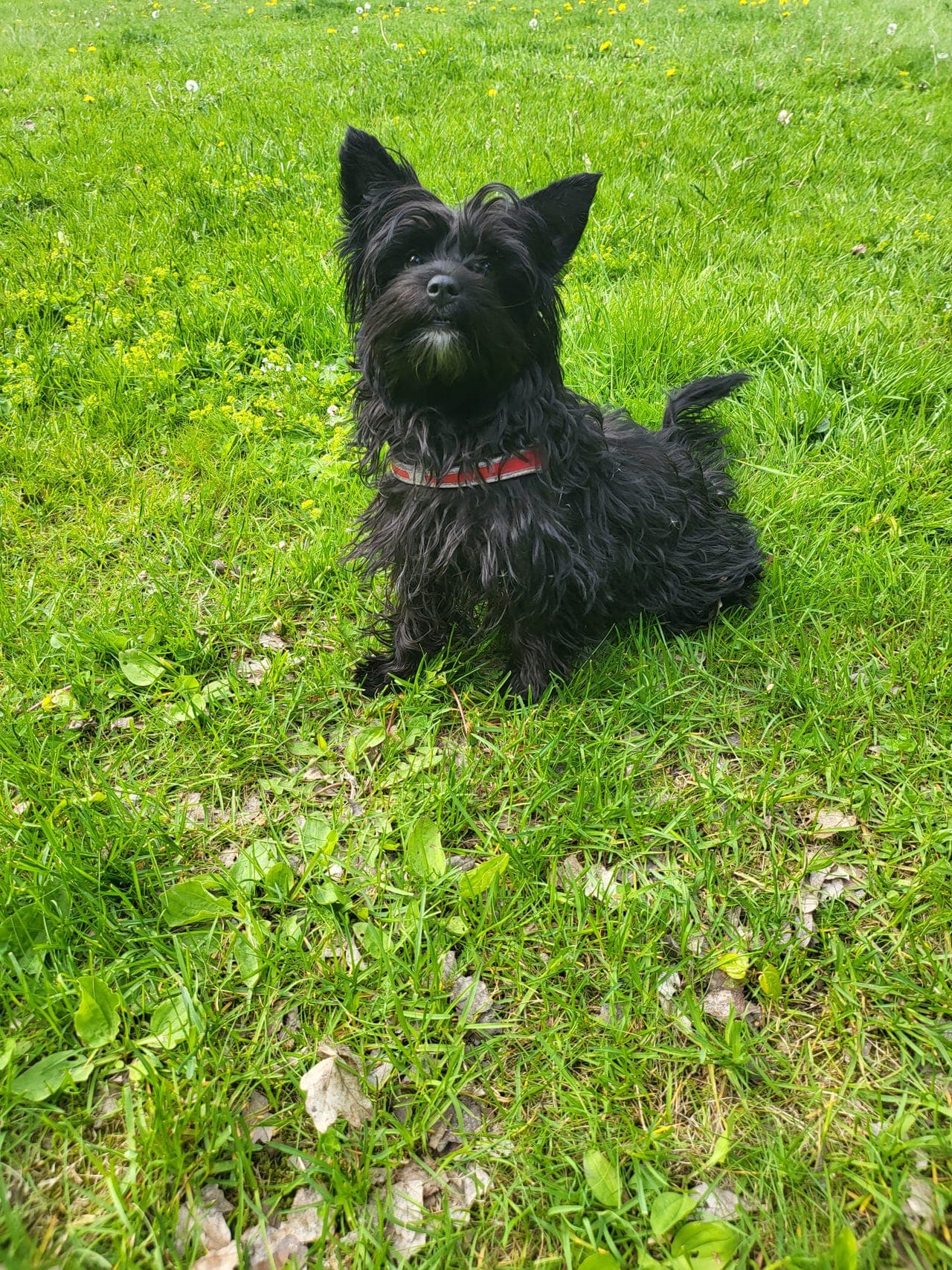 Yorkshire terrier - ledige valper (leveringsklare)