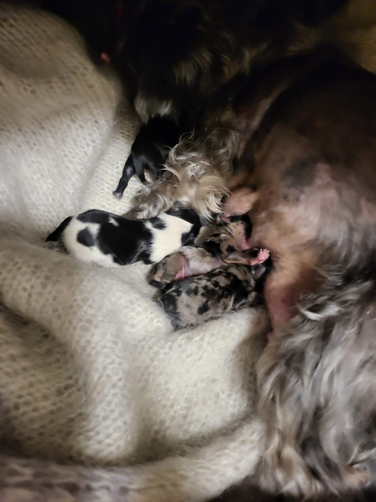 Yorkshire terrier - ledige valper (leveringsklare)