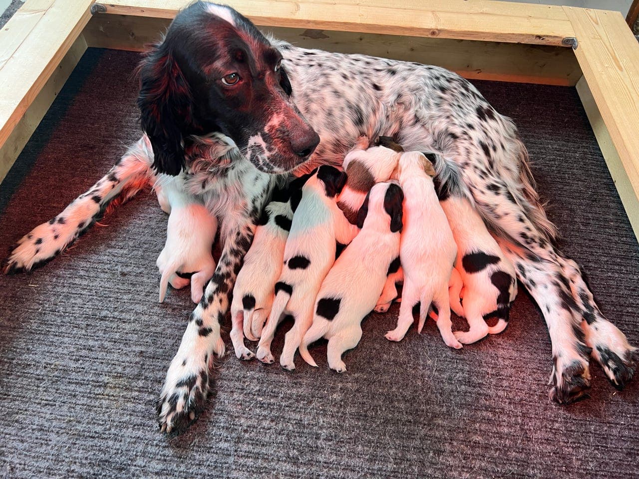 Valper etter avlstispe i norsk engelsksetterklubb og svensk engelsksetterklubb