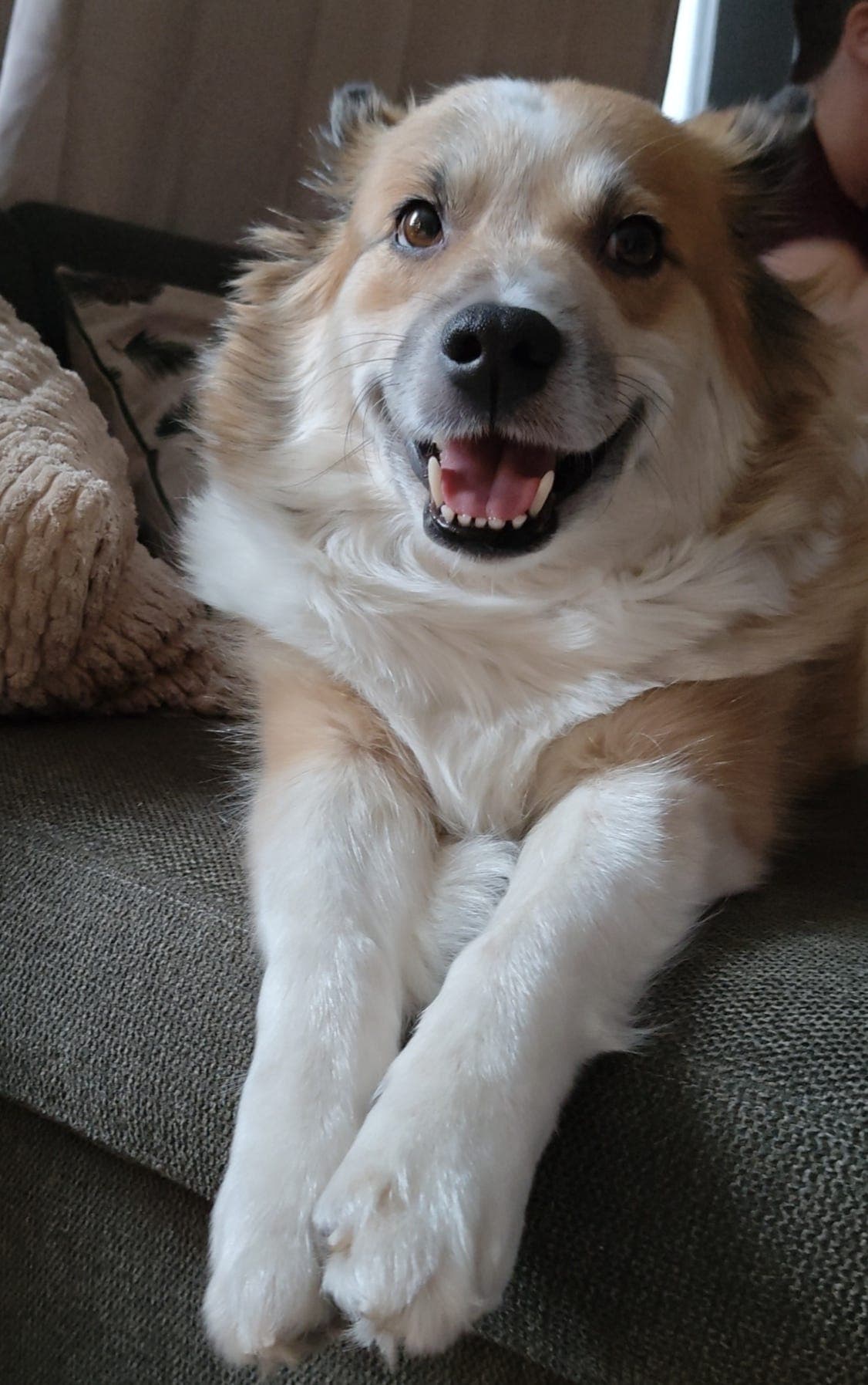 Vurderer nytt hjem for vår kjære Disa (islandsk fårehund)