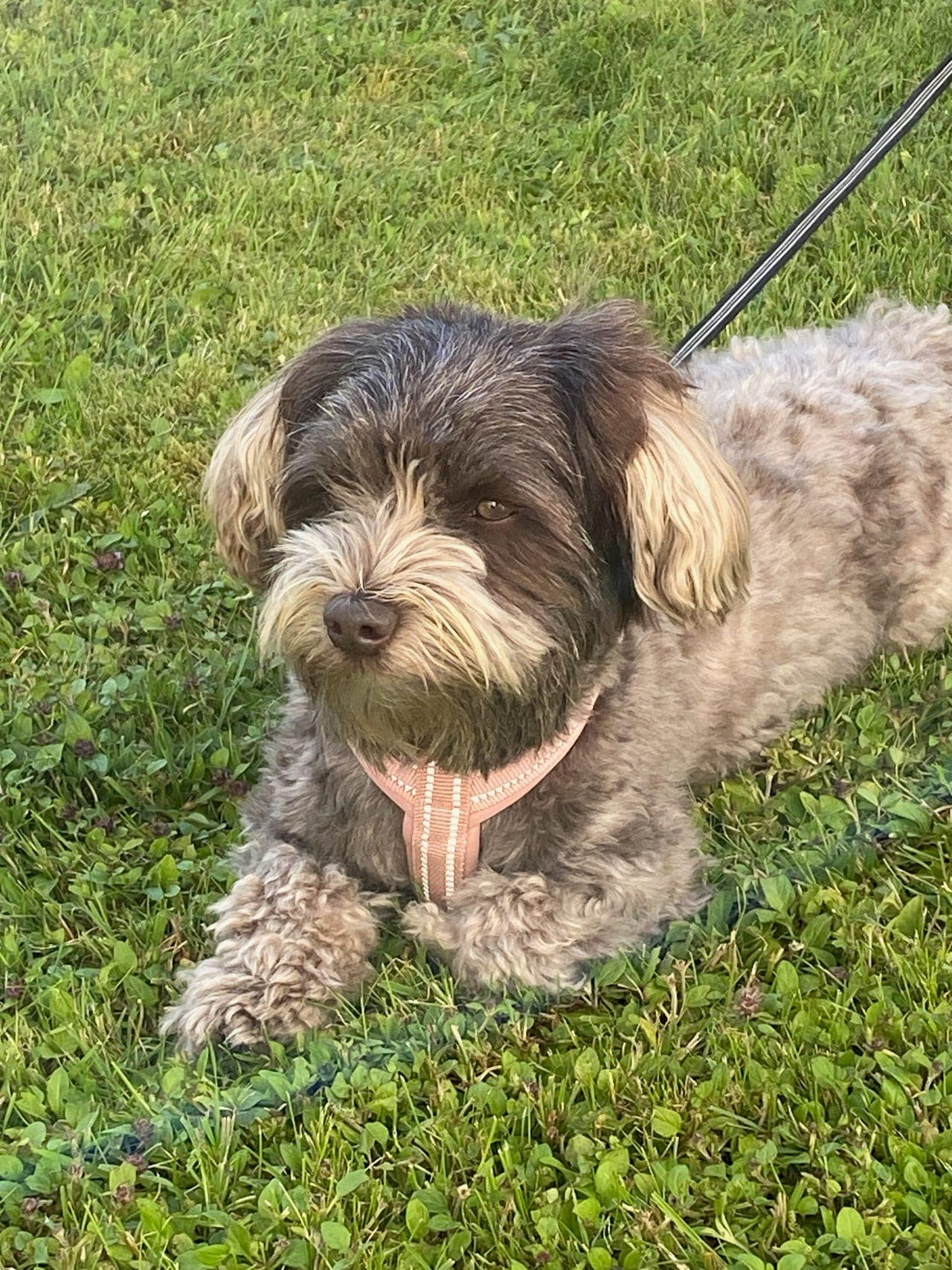 Bichon Havanais valper ventes