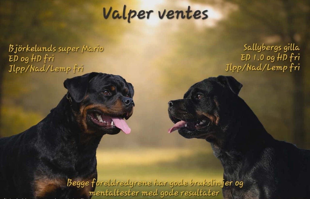 Rottweiler valper ventes i slutten av mai☺️