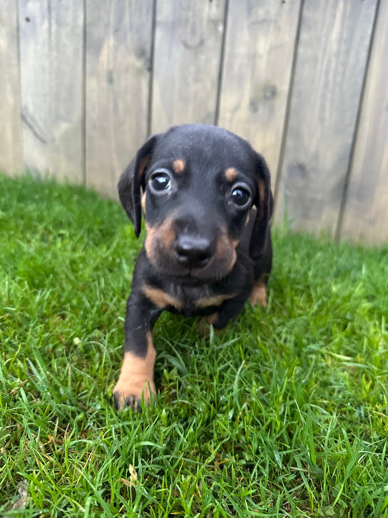 Dokumenterte jaktlinjer. Korthåra dachshundvalpar  6 H og 3 T.Ledige hanner.