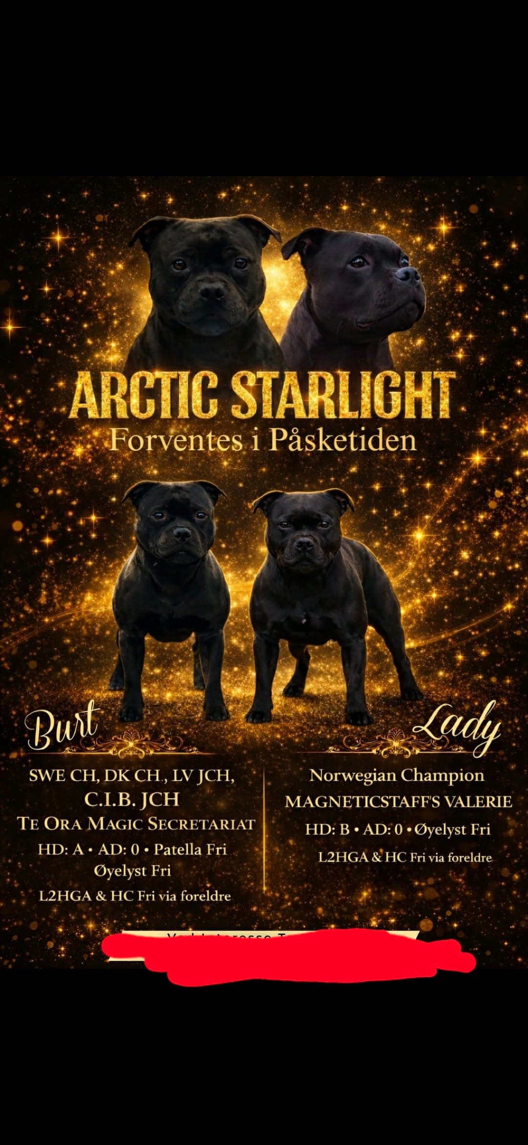 Staffordshire bull terrier valper