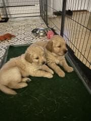 To Golden gutte-valper til salgs i Asker.