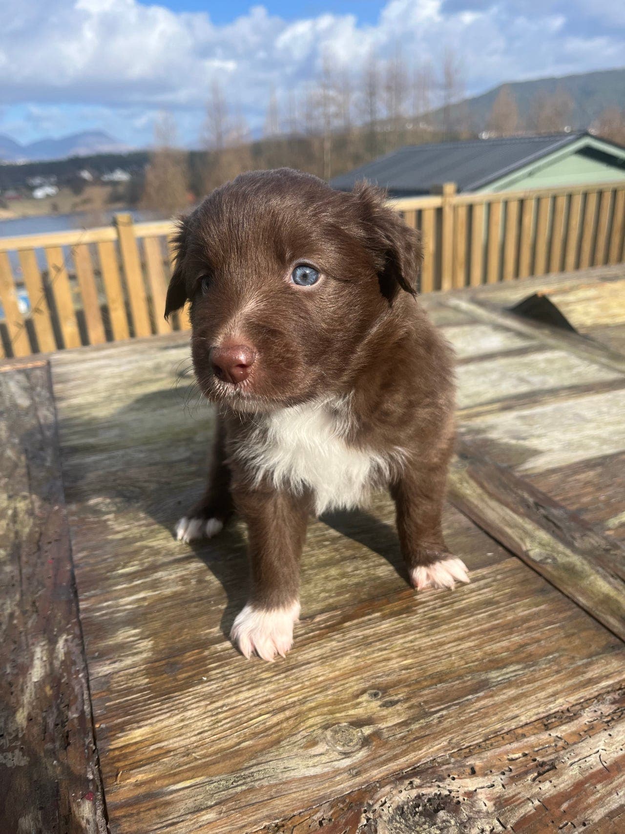 Border collie valper selges