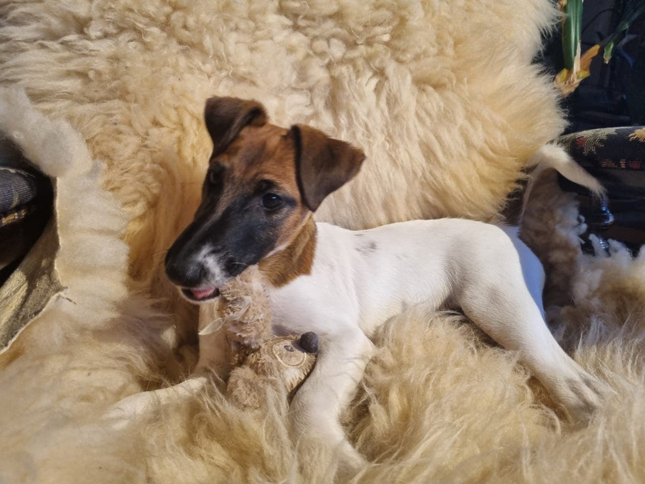 Fox terrier tispevalp