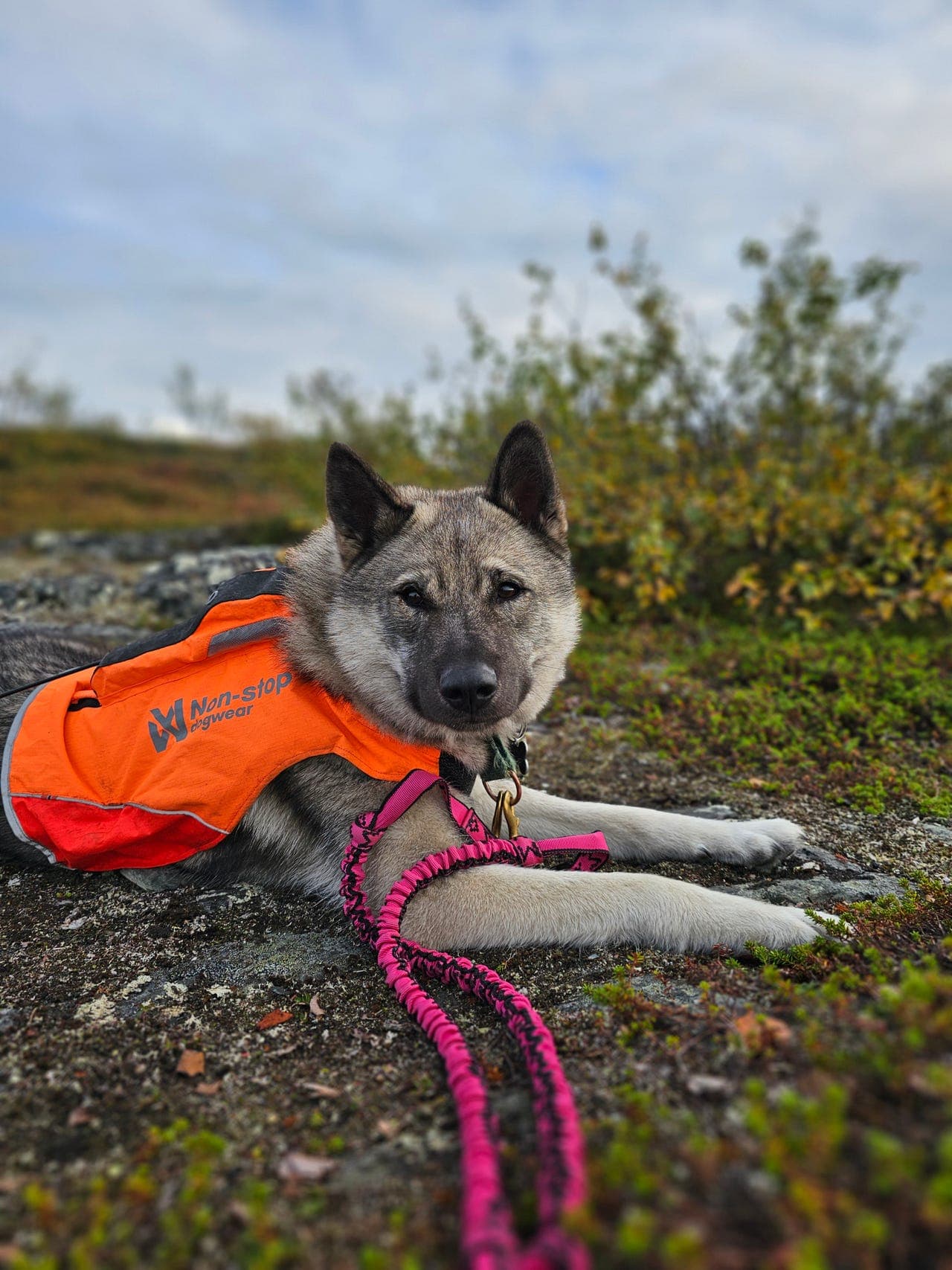 Lovende elghund (hannhund) vurderes solgt.